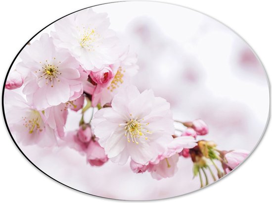 WallClassics - Dibond Ovaal - Roze Cherry Bloemen - 40x30 cm Foto op Ovaal (Met Ophangsysteem)