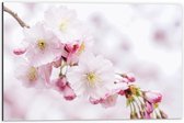 WallClassics - Dibond - Roze Cherry Bloemen - 60x40 cm Foto op Aluminium (Met Ophangsysteem)
