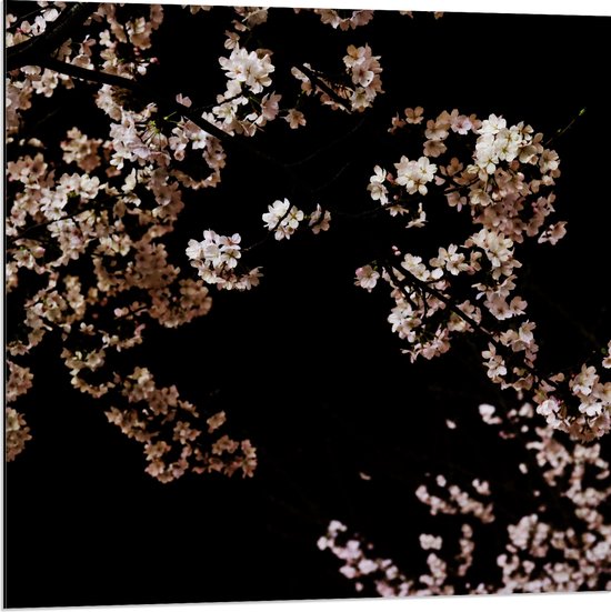 WallClassics - Dibond - Wit met Roze Bloementjes met Zwarte Achtergrond - 80x80 cm Foto op Aluminium (Met Ophangsysteem)