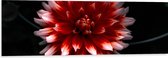 WallClassics - Dibond - Roze met Rode Bloem - 120x40 cm Foto op Aluminium (Met Ophangsysteem)