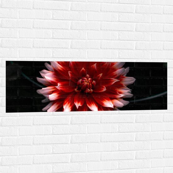WallClassics - Muursticker - Roze met Rode Bloem - 120x40 cm Foto op Muursticker