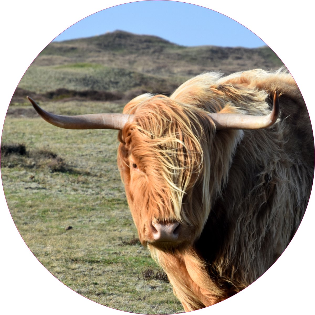 Texelphotos.nl - Muurcirkel -Texel Schotse Hooglander - Wanddecoratie rond - Wandcirkel - Schotse Hooglander - Strand – Duinen - Natuur - Dieren - Aluminium - Dibond - 60x60 cm - Binnen en Buiten.