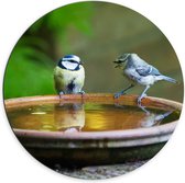 WallClassics - Dibond Muurcirkel - Vogeltjes Fluitend bij een Drinkbak - 70x70 cm Foto op Aluminium Muurcirkel (met ophangsysteem)