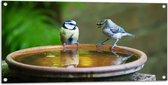 WallClassics - Tuinposter – Vogeltjes Fluitend bij een Drinkbak - 100x50 cm Foto op Tuinposter  (wanddecoratie voor buiten en binnen)