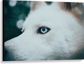 WallClassics - Canvas  - Blauw Oog van een Witte Wolf - 100x75 cm Foto op Canvas Schilderij (Wanddecoratie op Canvas)