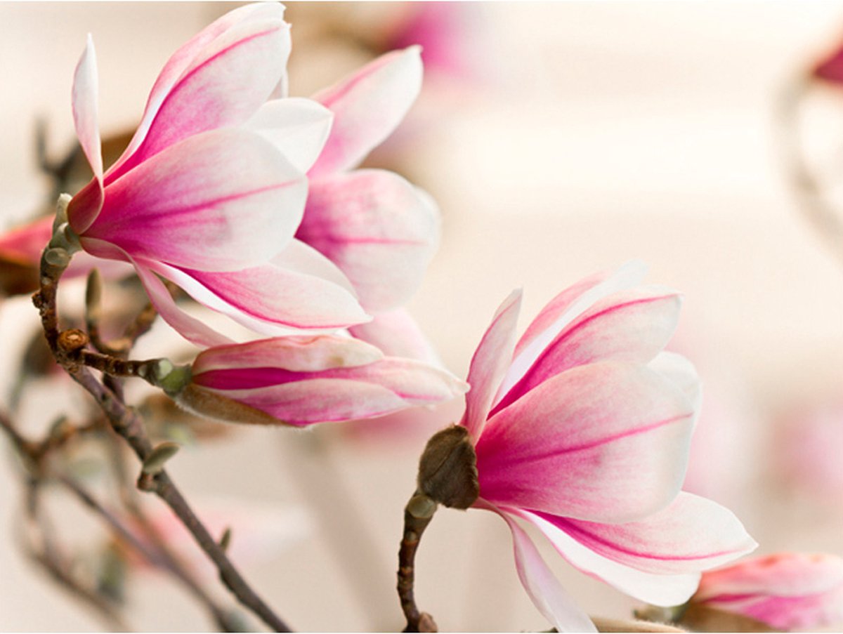 Fotobehang - Branch of magnolia tree.