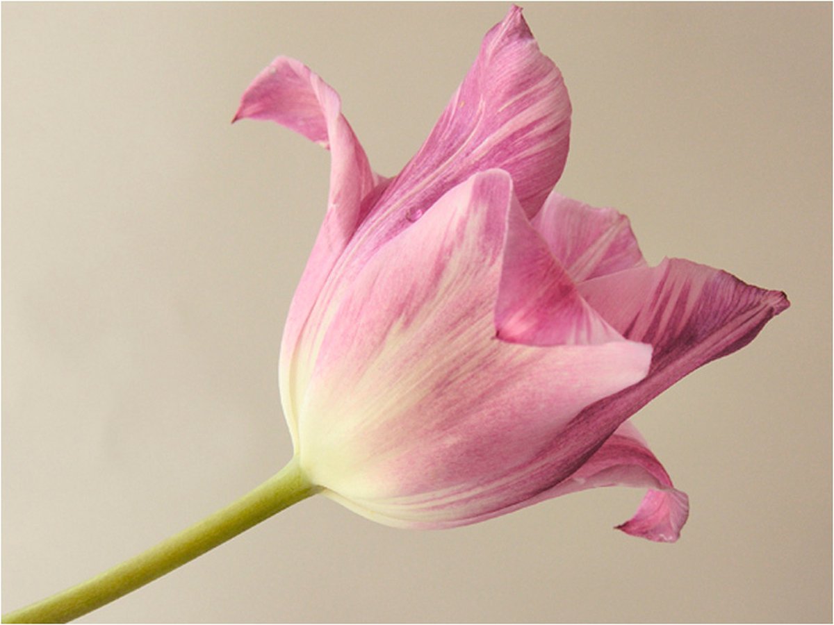 Fotobehang - Pink tulip.