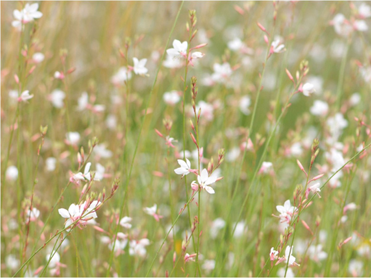 Fotobehang - Witte delicate bloemen.
