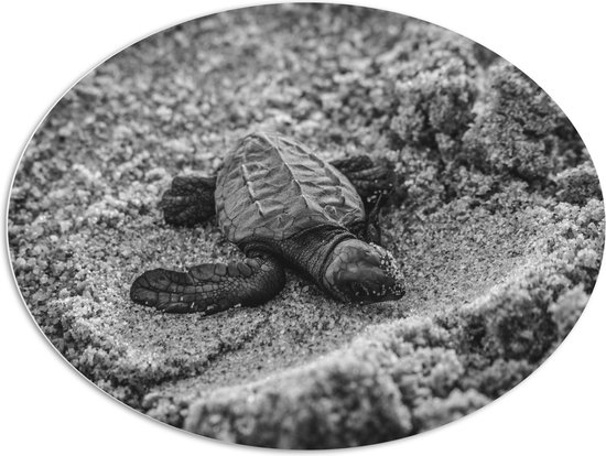 WallClassics - PVC Schuimplaat Ovaal - Baby Schildpad op het Strand Zwart - Wit - 108x81 cm Foto op Ovaal  (Met Ophangsysteem)