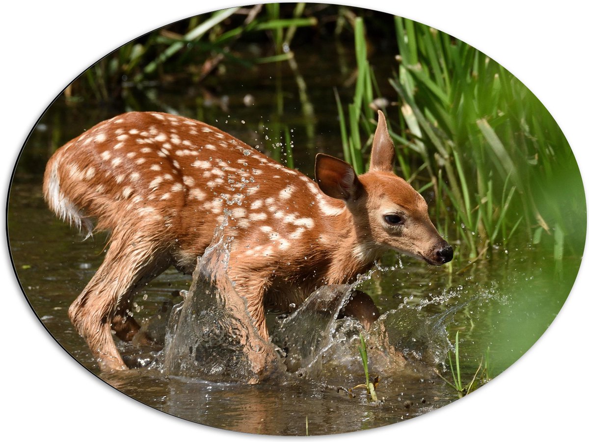 Dibond Ovaal - Baby Hertje Speelt in het Water - 80x60 cm Foto op Ovaal (Met Ophangsysteem)