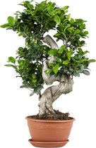 Ficus microcarpa 'Ginseng' S-vorm - Bonsai - Kamerplant - Groene plant voor binnen - ⌀22 cm - 60-70 cm