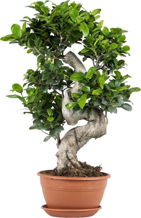 Ficus microcarpa 'Ginseng' S-vorm - Bonsai - Kamerplant - Groene plant voor binnen - ⌀22 cm - 60-70 cm