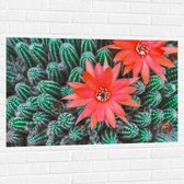 WallClassics - Muursticker - Rode Bloemen op Cactusjes - 105x70 cm Foto op Muursticker