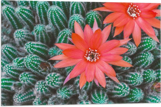 WallClassics - Vlag - Rode Bloemen op Cactusjes - 75x50 cm Foto op Polyester Vlag