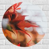 WallClassics - Muursticker Cirkel - Close up van Rode Herfstbladeren - 60x60 cm Foto op Muursticker