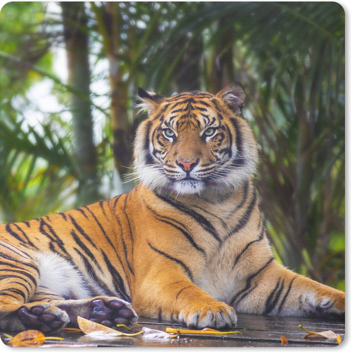 Muismat 30x30 cm - Mousepad Tijger - Dieren - Bos - Bladeren - Jungle - Muismatten