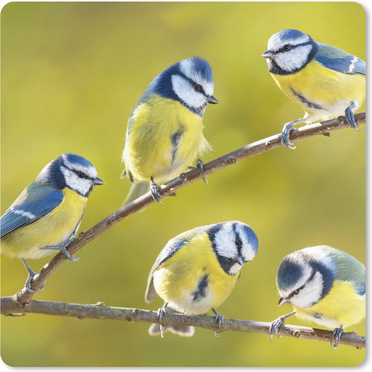 Muismat 30x30 cm - Mousepad Vogel - Pimpelmees - Takken - Zon - Muismatten