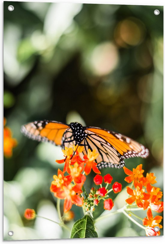 WallClassics - Tuinposter – Oranje met Zwarte Vlinder op Oranje Bloem - 60x80 cm Foto op Tuinposter  (wanddecoratie voor buiten en binnen)