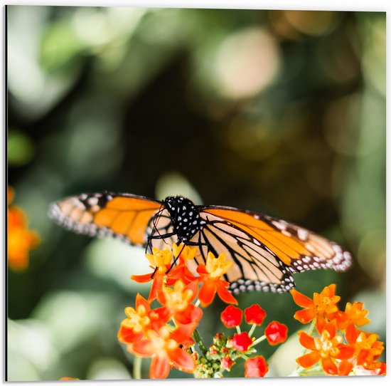 WallClassics - Dibond - Oranje met Zwarte Vlinder op Oranje Bloem - 50x50 cm Foto op Aluminium (Met Ophangsysteem)