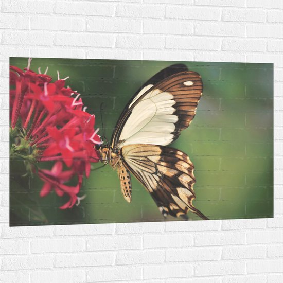 WallClassics - Muursticker - Bruin met Witte Vlinder bij Rode Bloem - 120x80 cm Foto op Muursticker