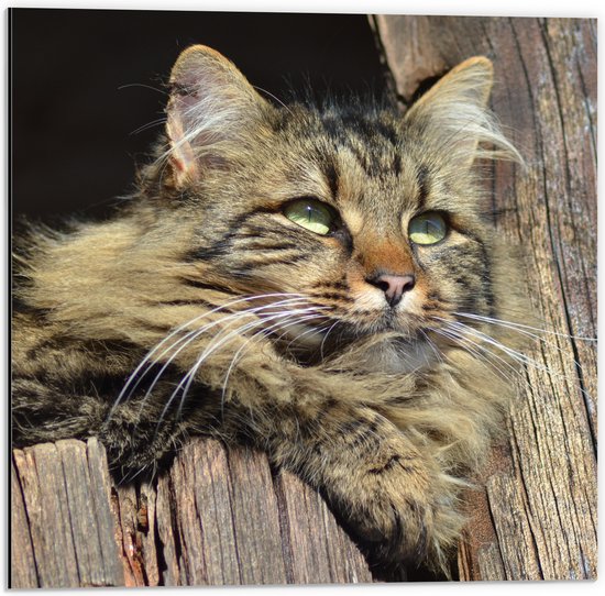 WallClassics - Dibond - Relaxte Bruine Kat - 50x50 cm Foto op Aluminium (Met Ophangsysteem)