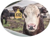 WallClassics - Panneau en mousse PVC ovale - Vache à la ferme - Photo 68 x 51 cm sur ovale (avec système de suspension)