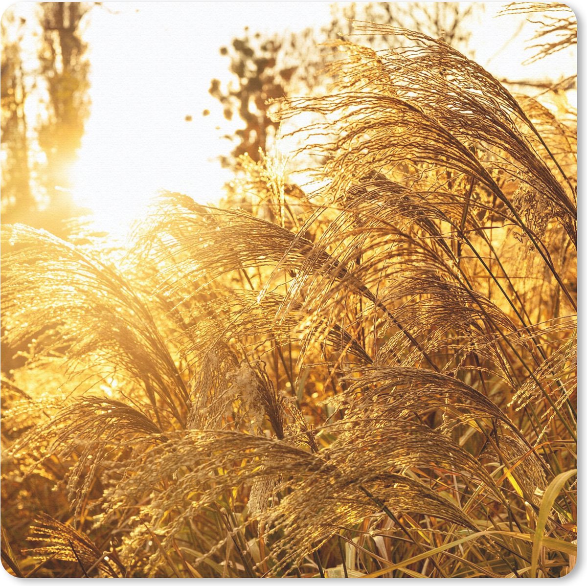 Muismat 30x30 cm - Mousepad Pampasgras - Zon - Gras - Muismatten