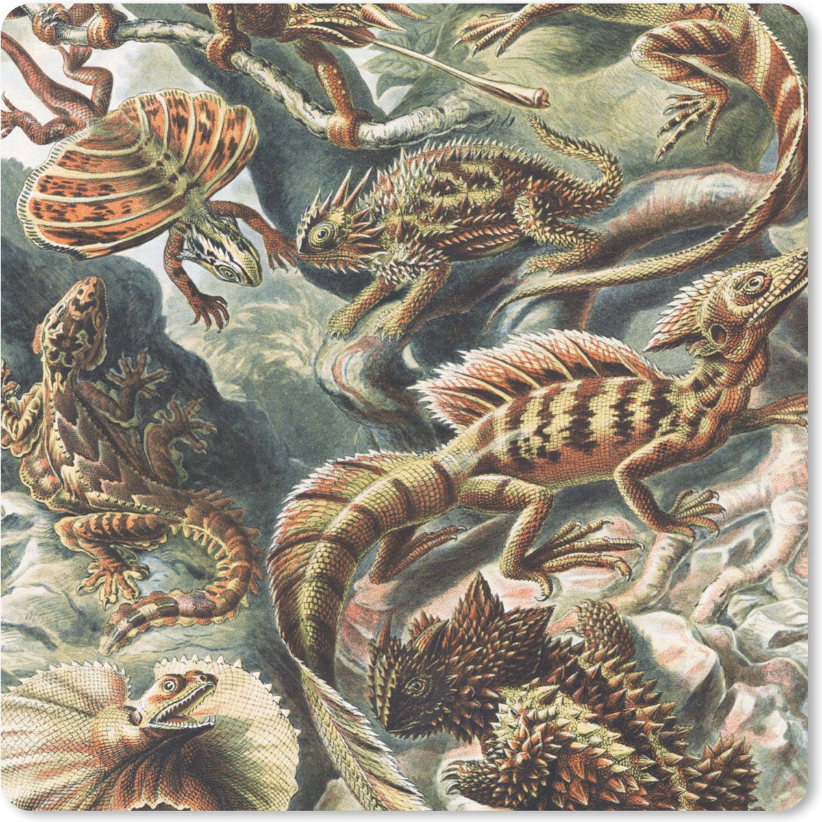 Muismat 20x20 cm - Mousepad Vintage - Kunst - Ernst Haeckel - Salamanders - Dieren - Muismatten