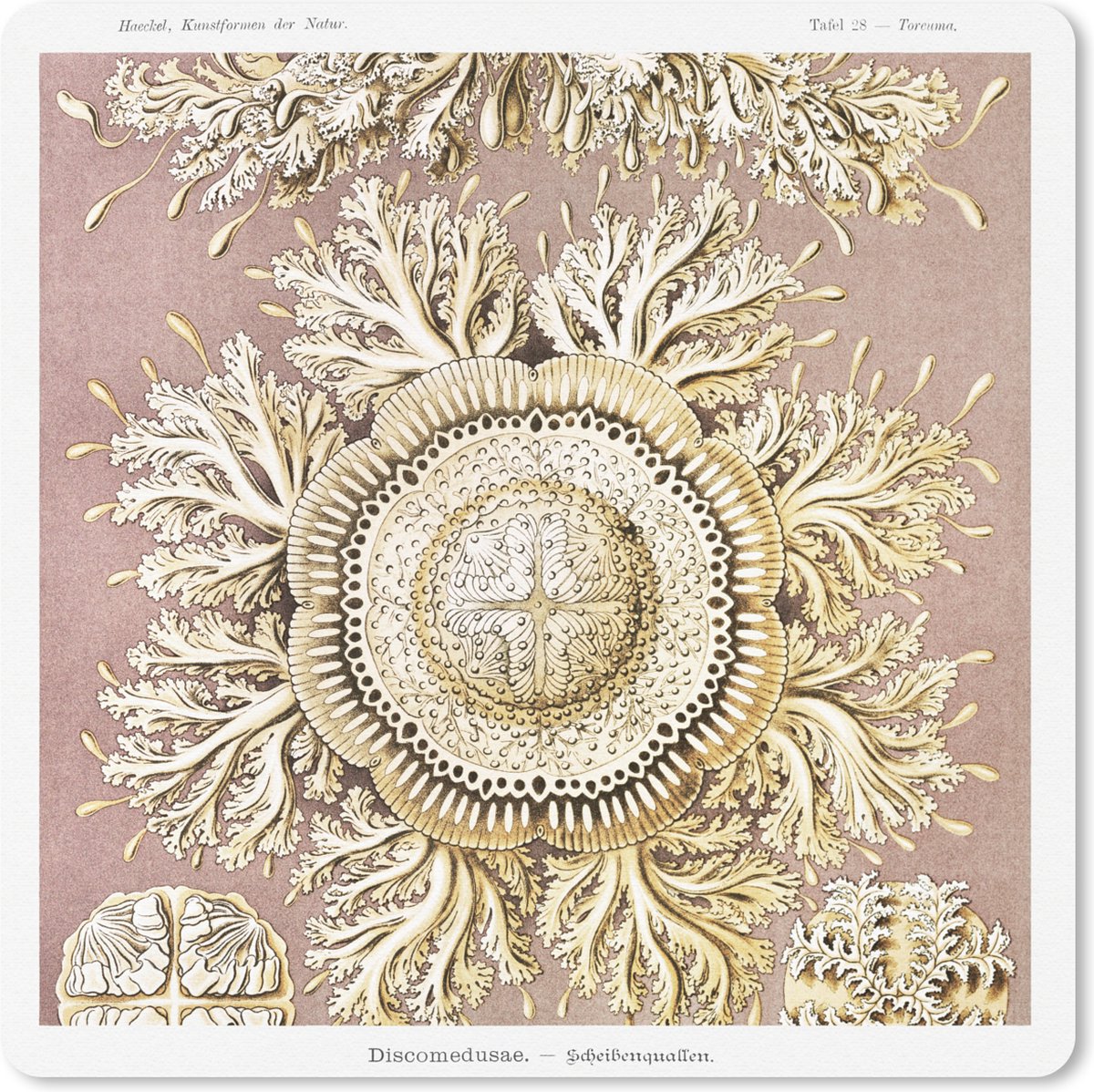 Muismat 20x20 cm - Mousepad Vintage - Ernst Haeckel - Kwal - Kunst - Muismatten