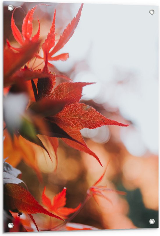 WallClassics - Tuinposter – Close up van Rode Herfstbladeren - 60x80 cm Foto op Tuinposter  (wanddecoratie voor buiten en binnen)