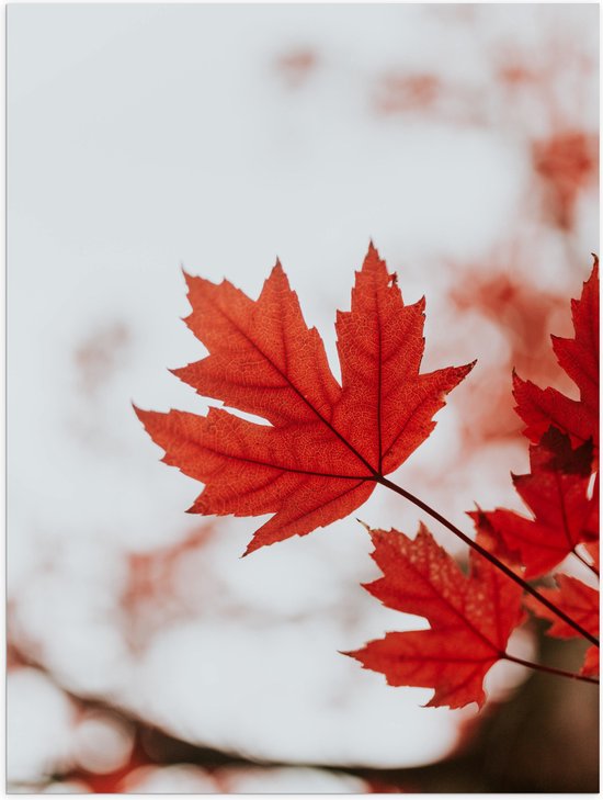 WallClassics - Poster (Matte) - Vue de Face de Feuille Rouge - 30x40 cm Photo sur Papier Poster avec un Aspect Mat