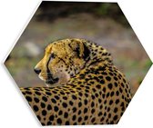 WallClassics - Panneau de mousse PVC hexagonal - Léopard regardant en arrière - Photo 30 x 26,1 cm sur hexagone (avec système de suspension)