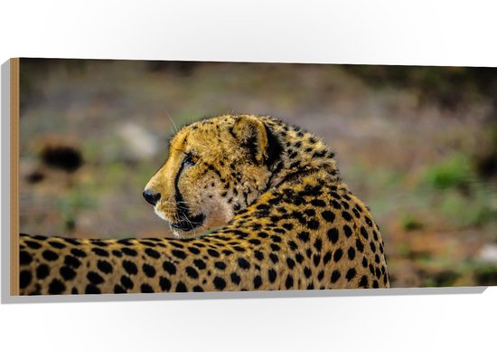 WallClassics - Hout - Luipaard Kijkt Achterom - 100x50 cm - 12 mm dik - Foto op Hout (Met Ophangsysteem)