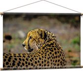 WallClassics - Poster textile - Léopard regarde en arrière - 90x60 cm Photo sur textile