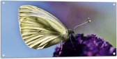 WallClassics - Tuinposter – Witte Vlinder op Paarse Bloem - 100x50 cm Foto op Tuinposter  (wanddecoratie voor buiten en binnen)