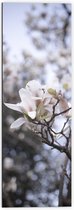 WallClassics - Dibond - Bloem Witte solitaire sur branche - 50x150 cm Photo sur aluminium ( Décoration murale en métal)