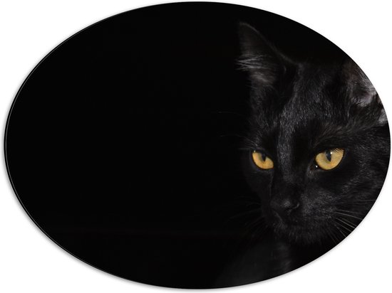 WallClassics - Dibond Ovaal - Zwarte Kat met Zwarte Achtergrond - 56x42 cm Foto op Ovaal (Met Ophangsysteem)