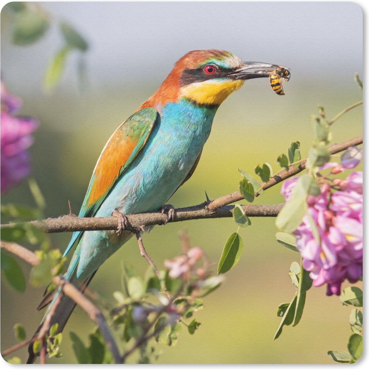 Muismat 30x30 cm - Mousepad Vogel - Bijeneter - Bloemen - Muismatten