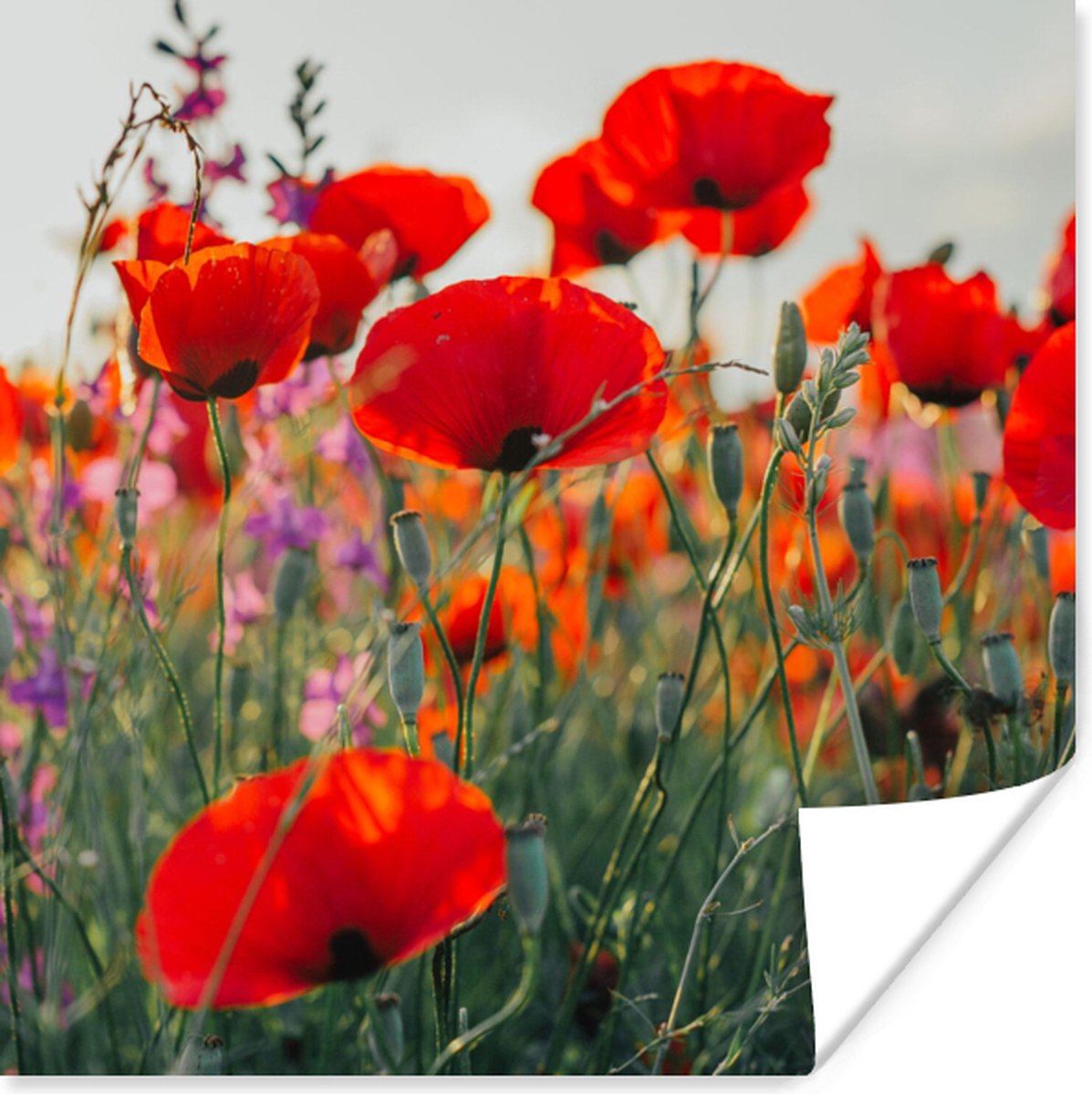 Poster Klaproos - Bloemen - Rood - Paars - Weide - 30x30 cm