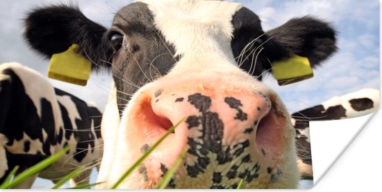 Poster Koe - Boerderij - Gras - Dieren - 120x60 cm