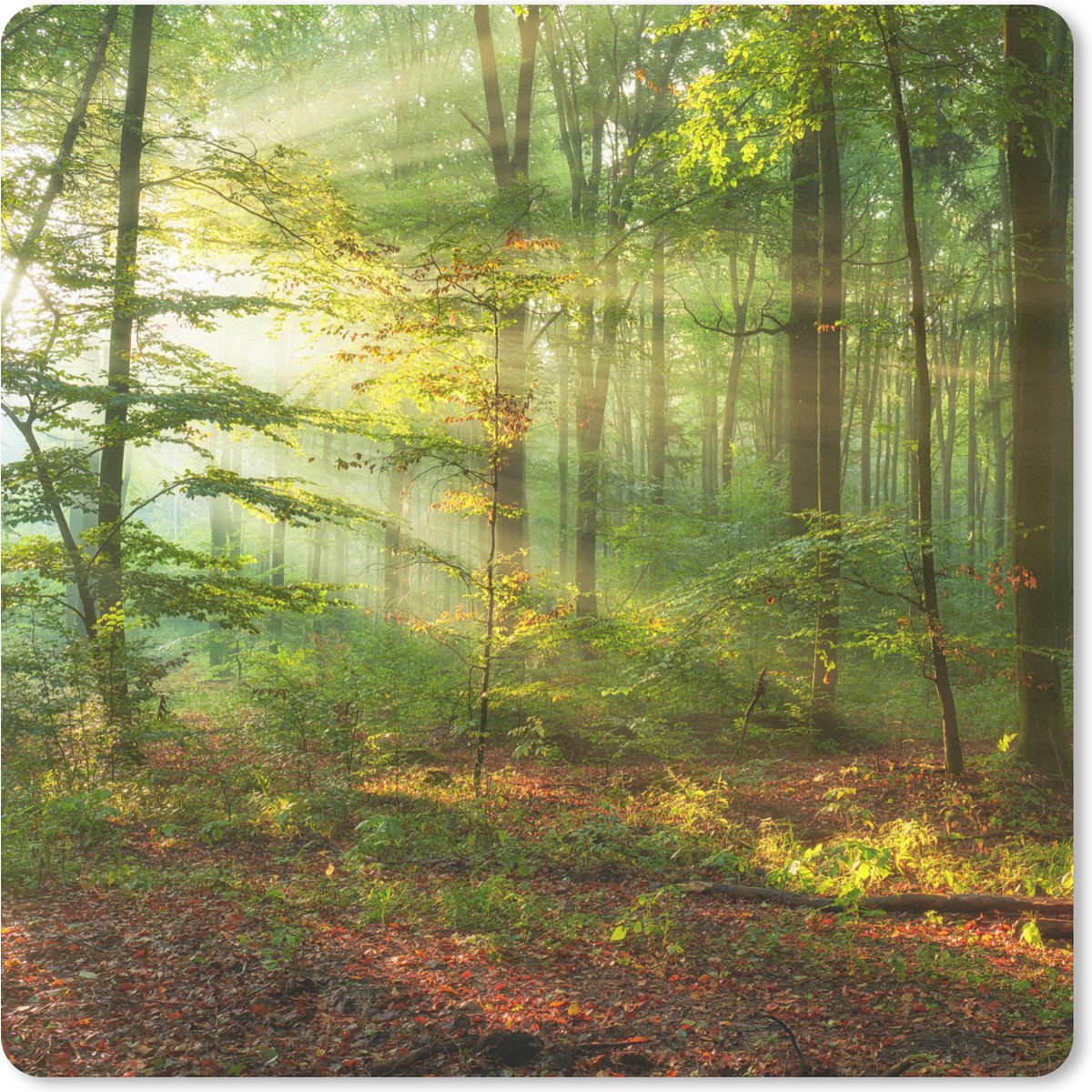 Muismat 30x30 cm - Mousepad Zon - Bos - Bomen - Natuur - Herfst - Muismatten