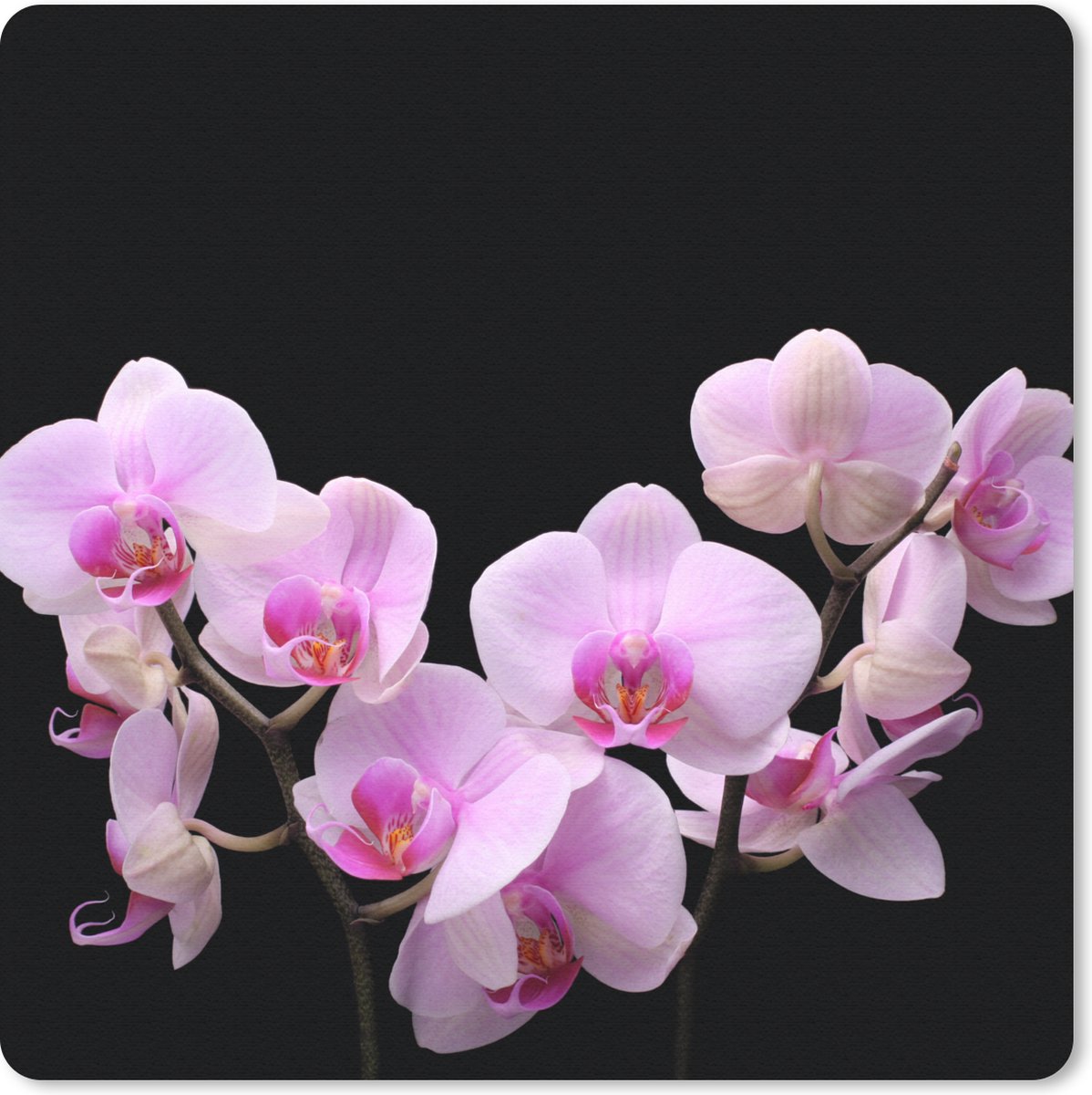 Muismat 30x30 cm - Mousepad Orchidee - Bloemen - Roze - Flora - Muismatten