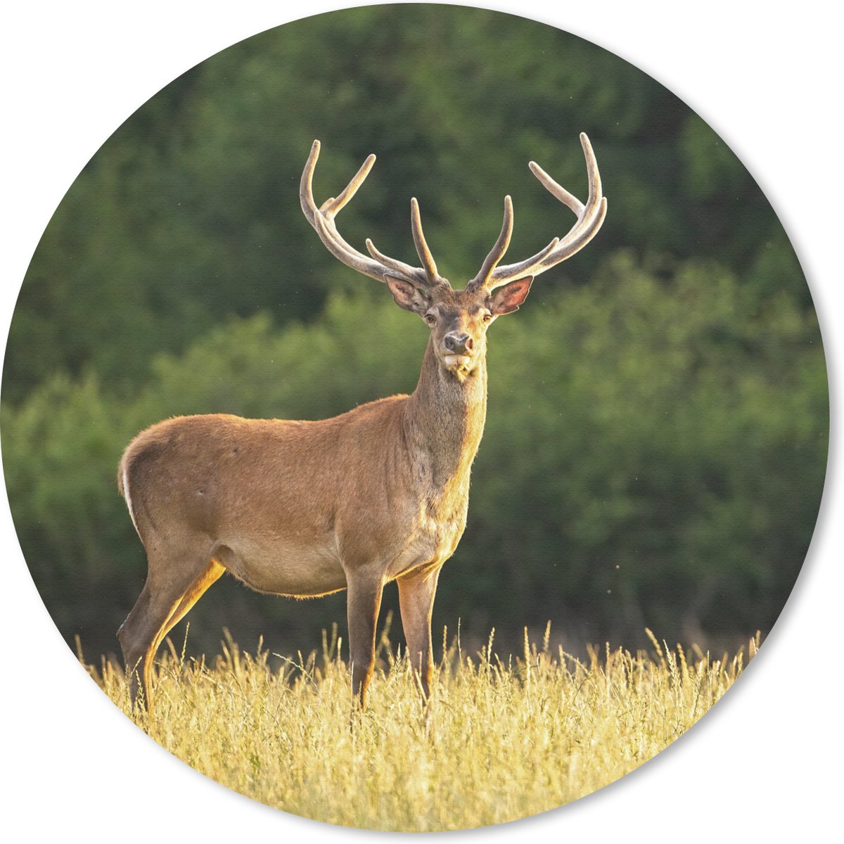 Muismat rond 20x20 cm - Mousepad Hert - Gewei - Gras - Natuur - Dieren - Groen - Ronde muismatten