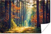 Affiche Forêt - Soleil - Nature - Automne - 30x20 cm - Décorations de Noël - Décoration de Noël pour l'intérieur - Noël
