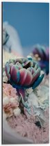 WallClassics - Dibond - Bloeiende Tulpjes - 20x60 cm Foto op Aluminium (Wanddecoratie van metaal)