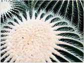 WallClassics - Poster Glossy - Gros Plan de Cactus avec Aiguilles - 40x30 cm Photo sur Papier Poster avec Finition Brillante