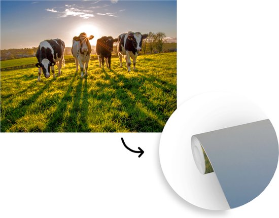 Papier peint photo peint vinyle - Quatre vaches au coucher du soleil largeur 375 cm x hauteur 280 cm - Tirage photo sur papier peint (disponible en 7 tailles)