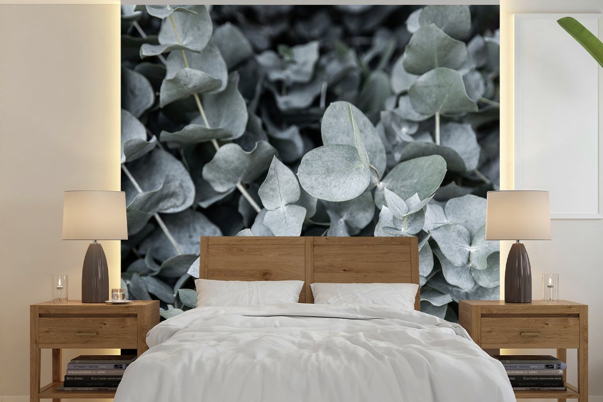 Behang - Fotobehang Natuur - Planten - Eucalyptus - Bladeren - Breedte 300 cm x hoogte 300 cm