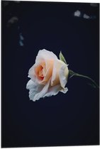 WallClassics - Vlag - Witte Roos - 50x75 cm Foto op Polyester Vlag