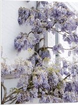 WallClassics - Panneau en mousse PVC – Fleurs de glycine contre le mur – Photo 60 x 80 cm sur panneau en mousse PVC